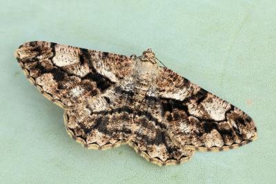 Peribatodes umbraria perumbraria