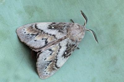 Dendrolimus pini corsaria