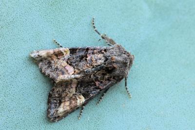 Euplexia lucipara
