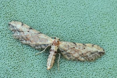 Idaea attenuaria