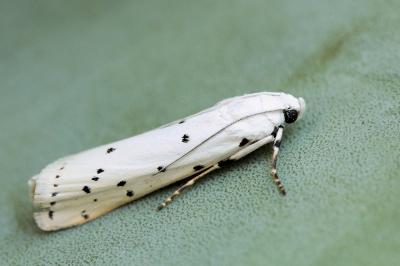 Myelois circumvoluta