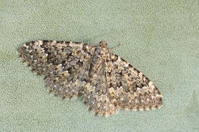 Cataclysme dissimilata