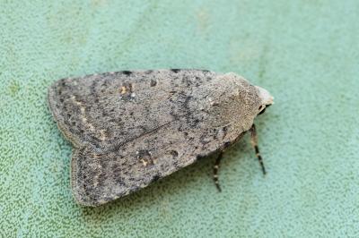 Caradrina flavirena