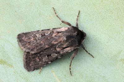 Violaphotia molothina