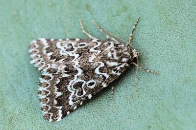 Alvaradoia numerica