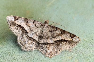 Chiasmia aestimaria