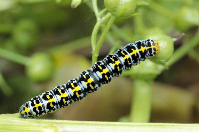 Cucullia scrophulariphila