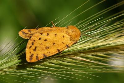 Diacrisia purpurata