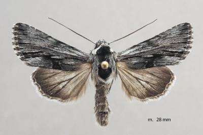 Calophasia almoravida