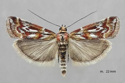 Acrobasis porphyrella