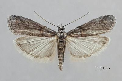 Acrobasis obliqua