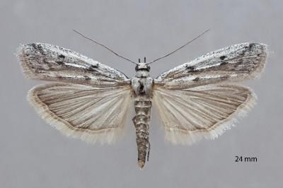 Phycitodes binaevella