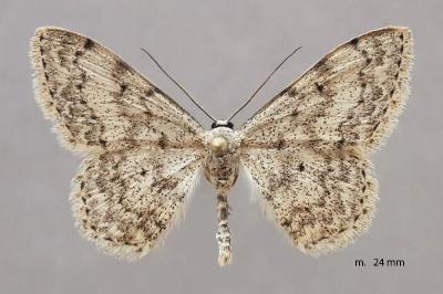Scopula marginepunctata