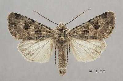 Anarta stigmosa