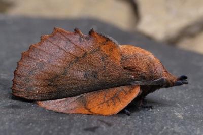 Gastropacha quercifolia