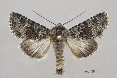 Hecatera dysodea