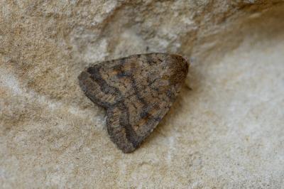 Caradrina morpheus