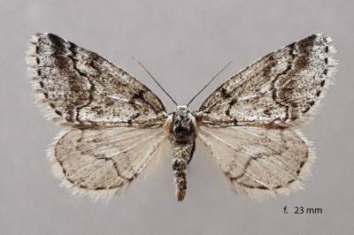 Tephronia cyrnea