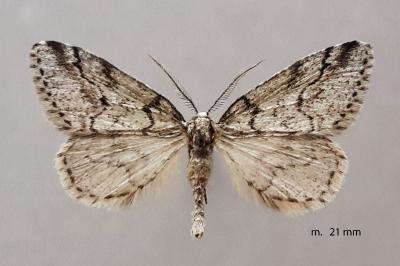 Tephronia cyrnea