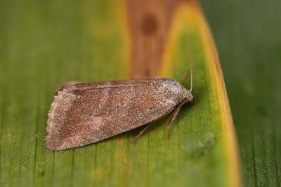 Phyllophila obliterata