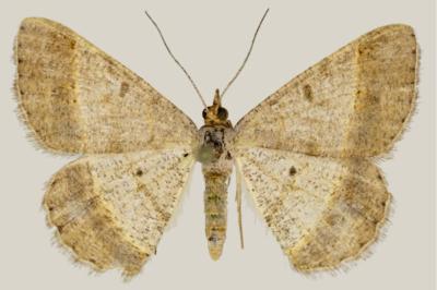 Isturgia deerraria