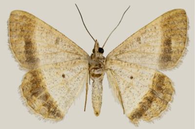 Isturgia deerraria