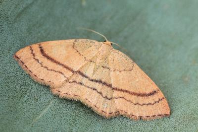 Cyclophora linearia