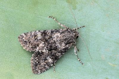 Mniotype anilis sylvatica