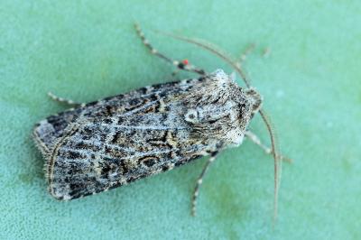 Agrotis clavis corsa