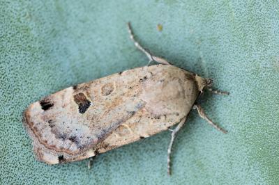 Noctua orbona