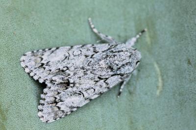 Acronicta elsae