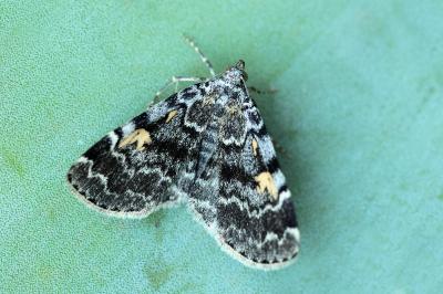 Idia calvaria