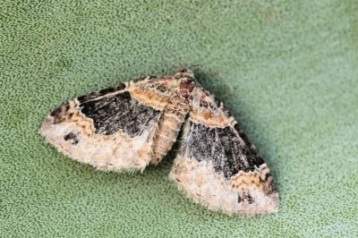 Xanthorhoe ferrugata