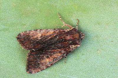 Apamea crenata