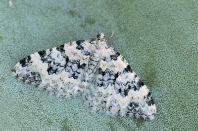 Epirrhoe timozzaria