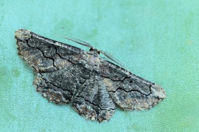 Menophra japygiaria