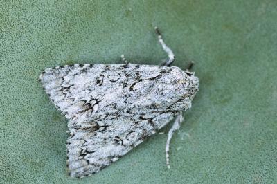 Acronicta elsae