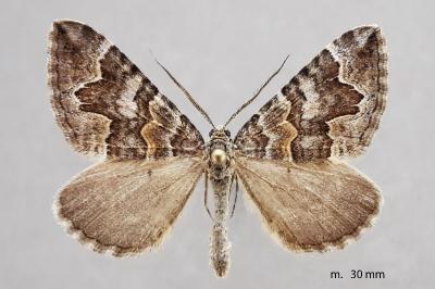 Scotopteryx obvallaria