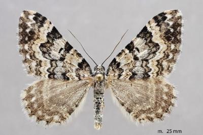 Epirrhoe timozzaria