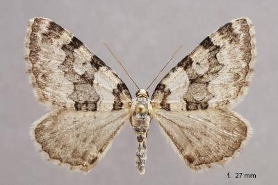 Pareulype casearia
