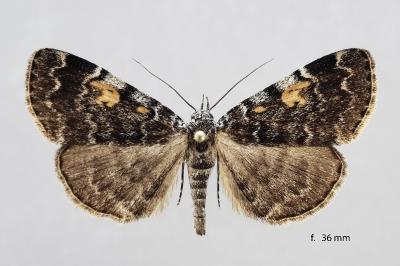 Idia calvaria