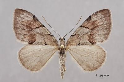 Pennithera firmata tyrrhenica