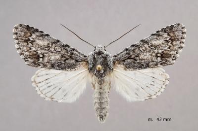 Acronicta elsae