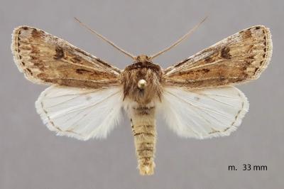 Agrotis ripae