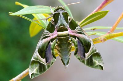 Daphnis nerii