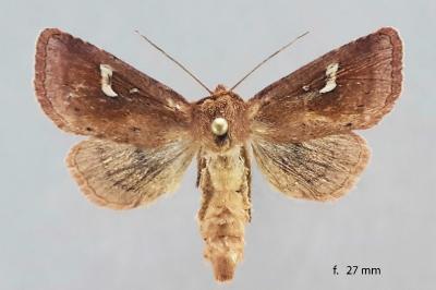 Phragmatiphila insularis