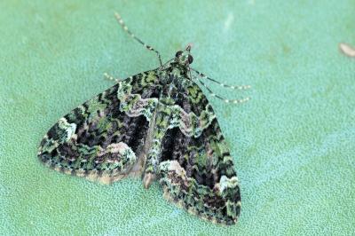 Chloroclysta miata clara