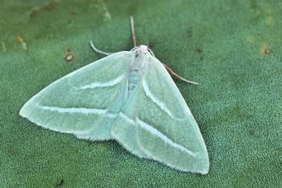 Hylaea pinicolaria