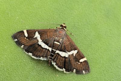 Spoladea recurvalis