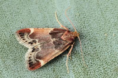 Pyralis lienigialis